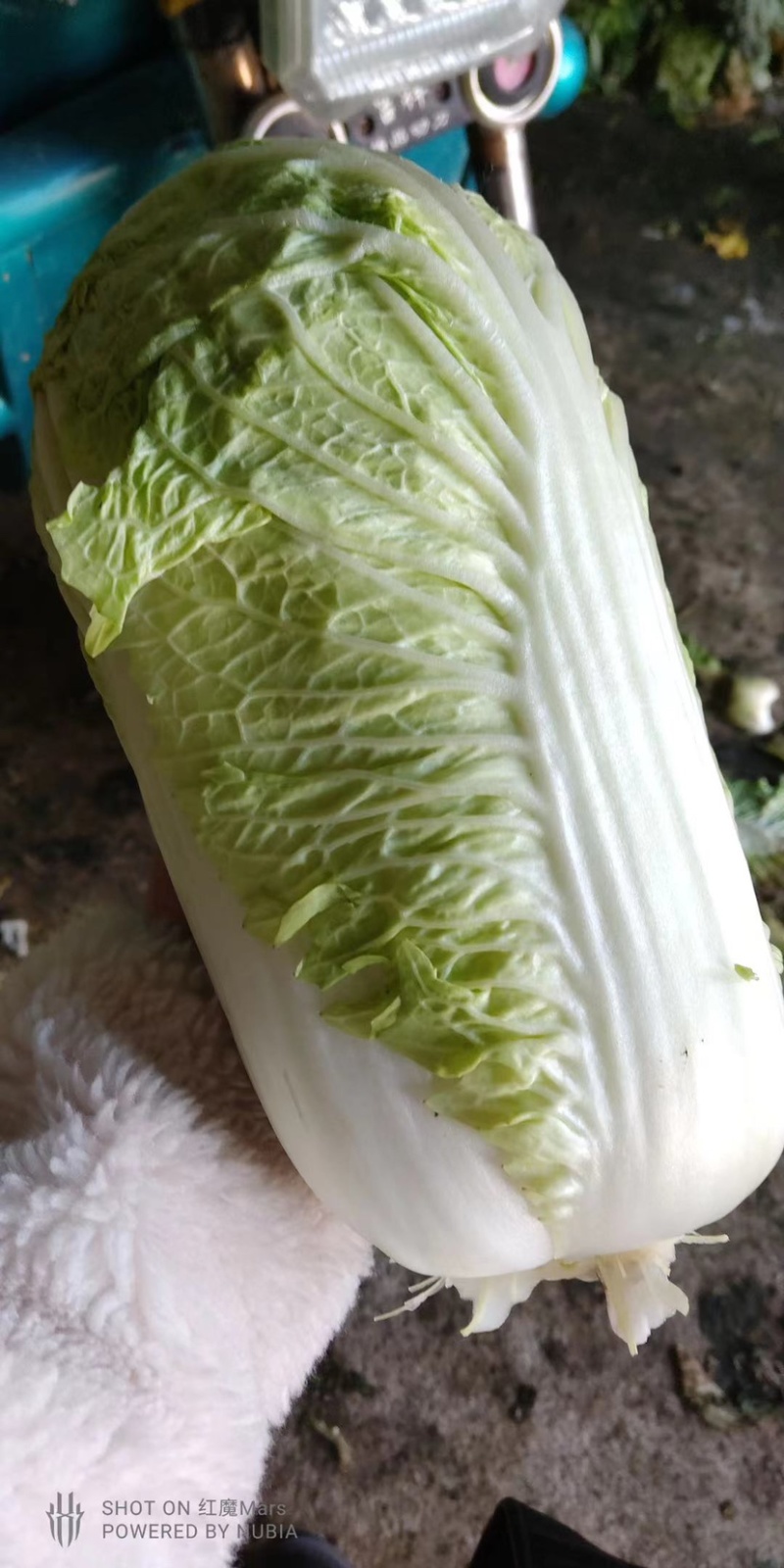 产地直发，超市专供，全国发货，物美价廉，精品白菜