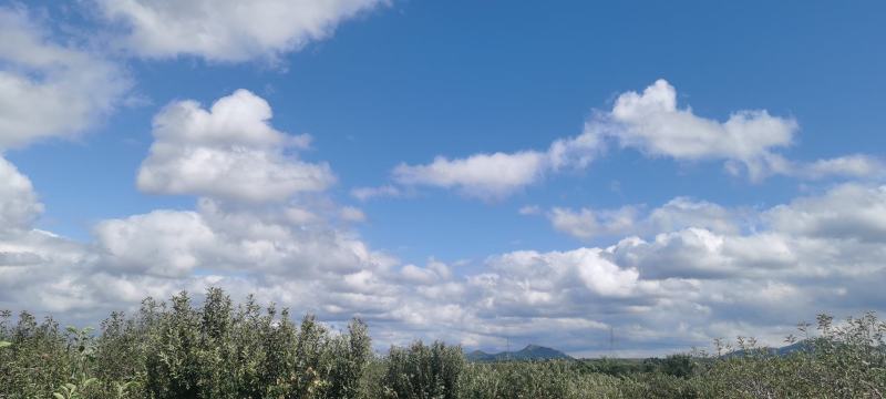 乔纳金，苹果。开始全面上市了，本地风调雨顺，果质较往年要