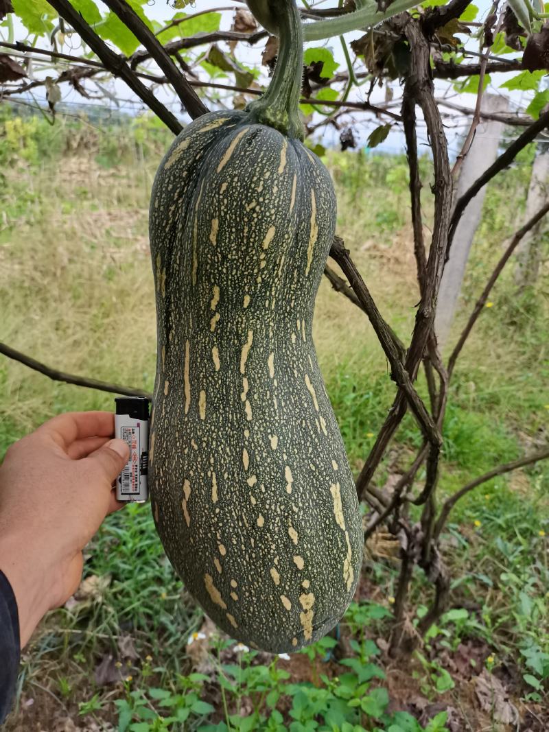 弥勒市精品蜜本蜜粉南瓜大量上市基地直发一手货源可视频看货