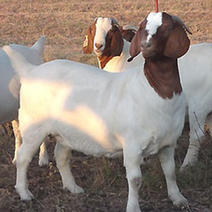 厂家出售波尔山羊种羊怀孕母羊全国发货