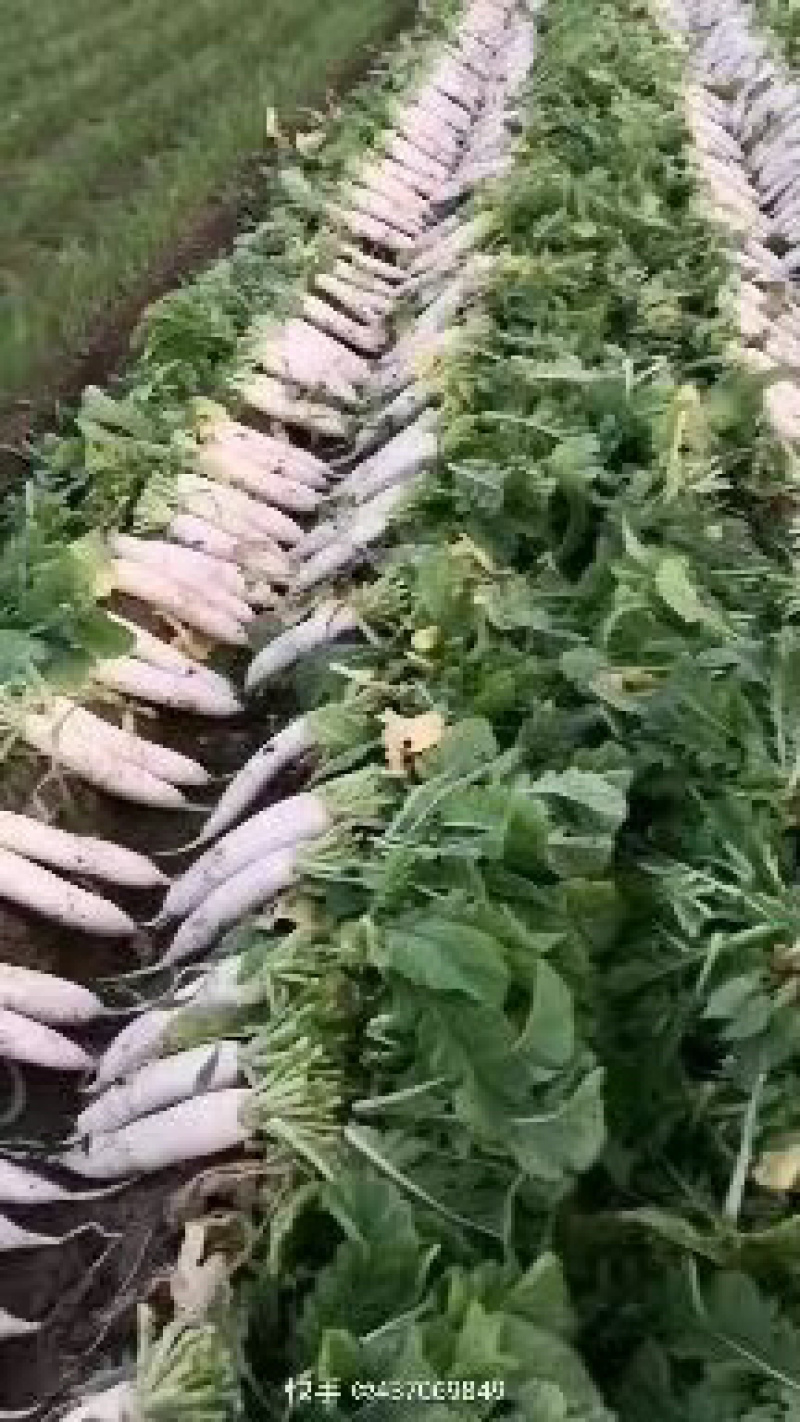 产地直发，超市专供，全国发货，物美价廉，精品白萝卜，