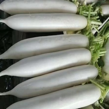 产地直发，超市专供，全国发货，物美价廉，精品白萝卜，