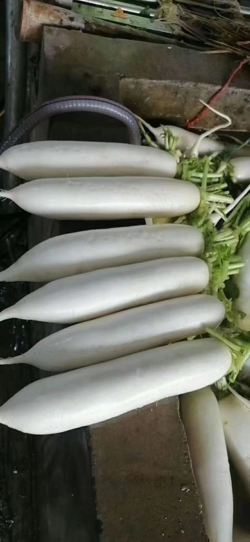 产地直发，超市专供，全国发货，物美价廉，精品白萝卜，