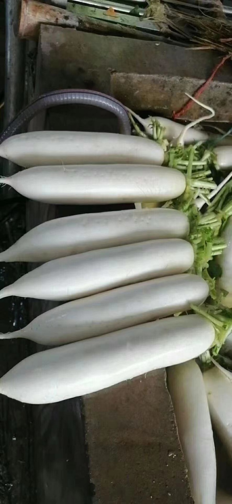 产地直发，超市专供，全国发货，物美价廉，精品白萝卜，