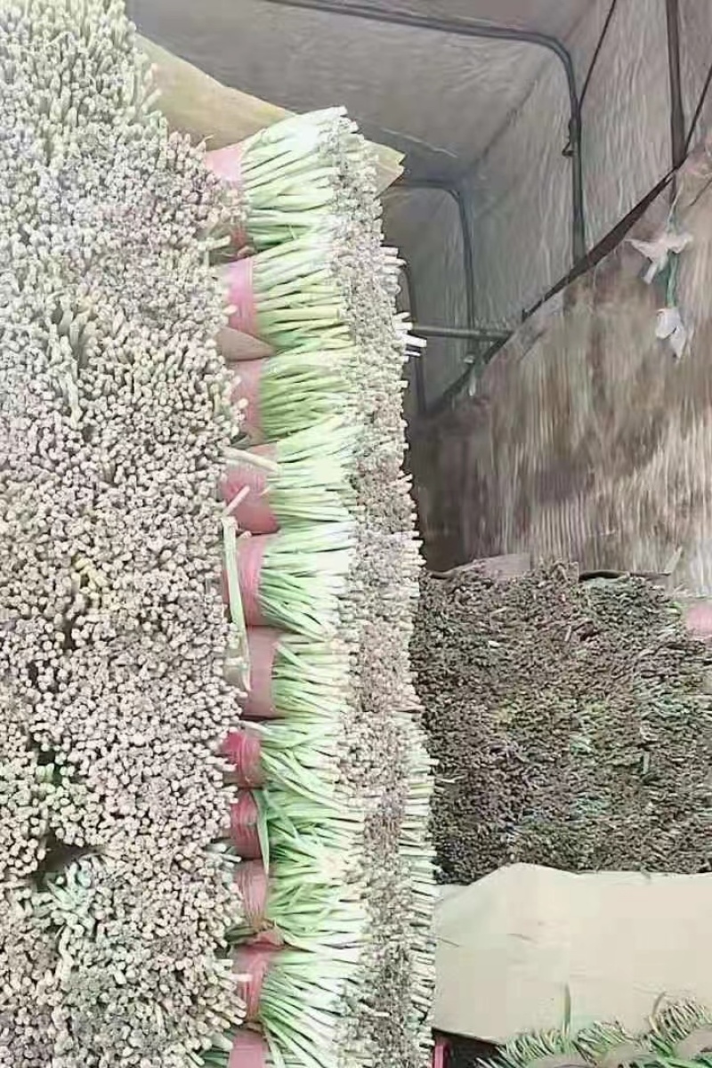 产地直发，超市专供，全国发货，物美价廉，精品韭菜