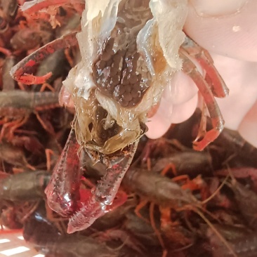 湖北洪湖大型湖区精品种虾,虾苗大量出售!清水湖区优质苗种