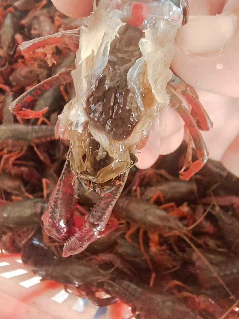湖北洪湖大型湖区精品种虾，虾苗大量出售！清水湖区优质苗种