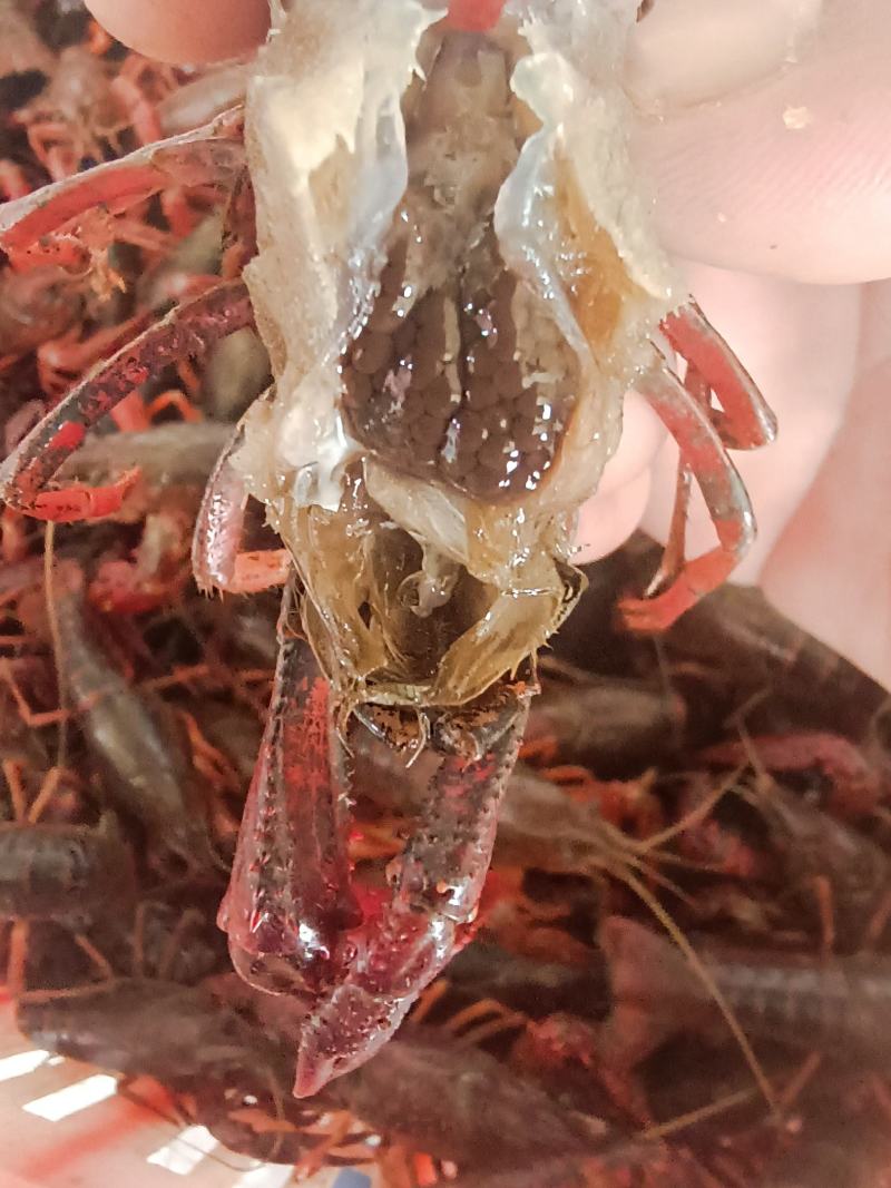 湖北洪湖大型湖区精品种虾，虾苗大量出售！清水湖区优质苗种
