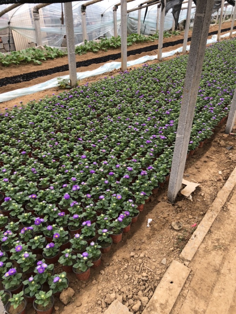 翠菊