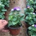 翠菊
