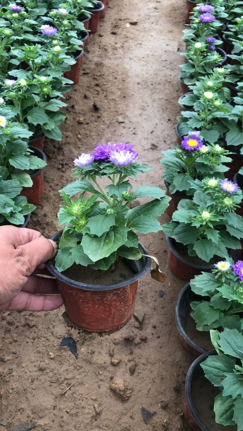 翠菊