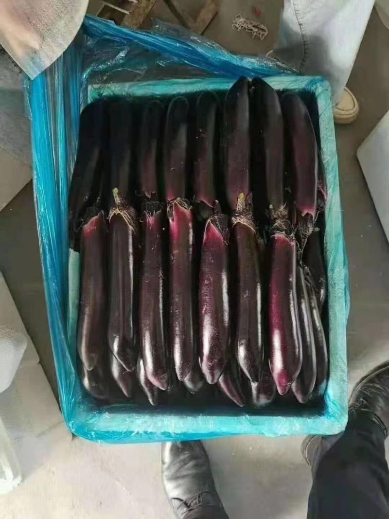 产地直发，超市专供，全国发货，物美价廉，精品紫茄子