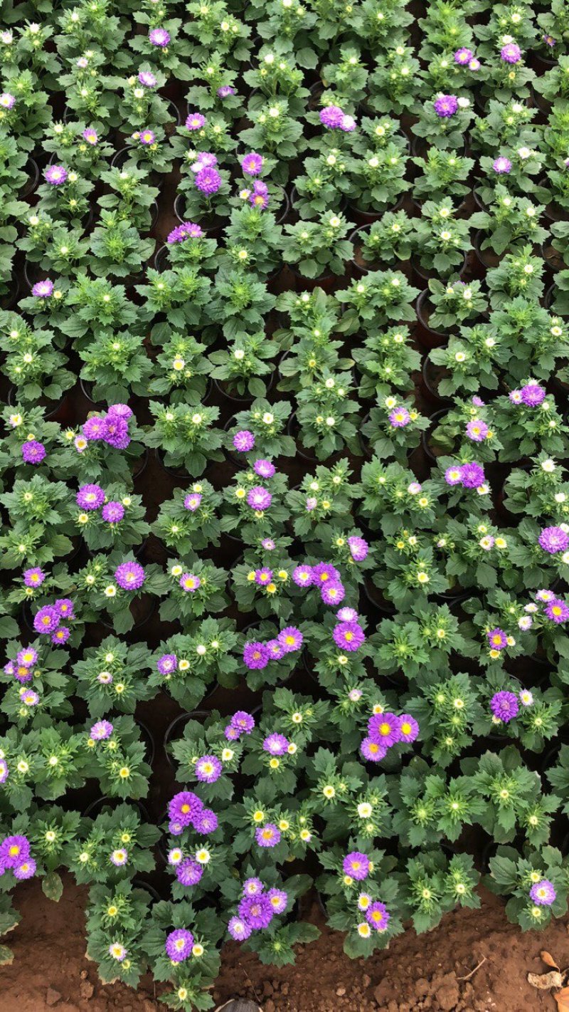 翠菊