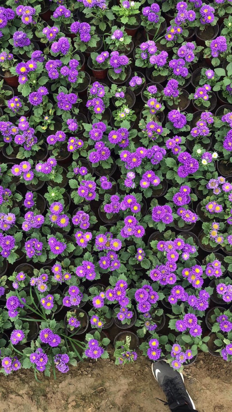翠菊