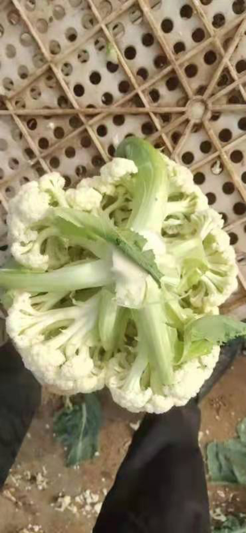 产地直发，超市专供，全国发货，物美价廉，精品菜花