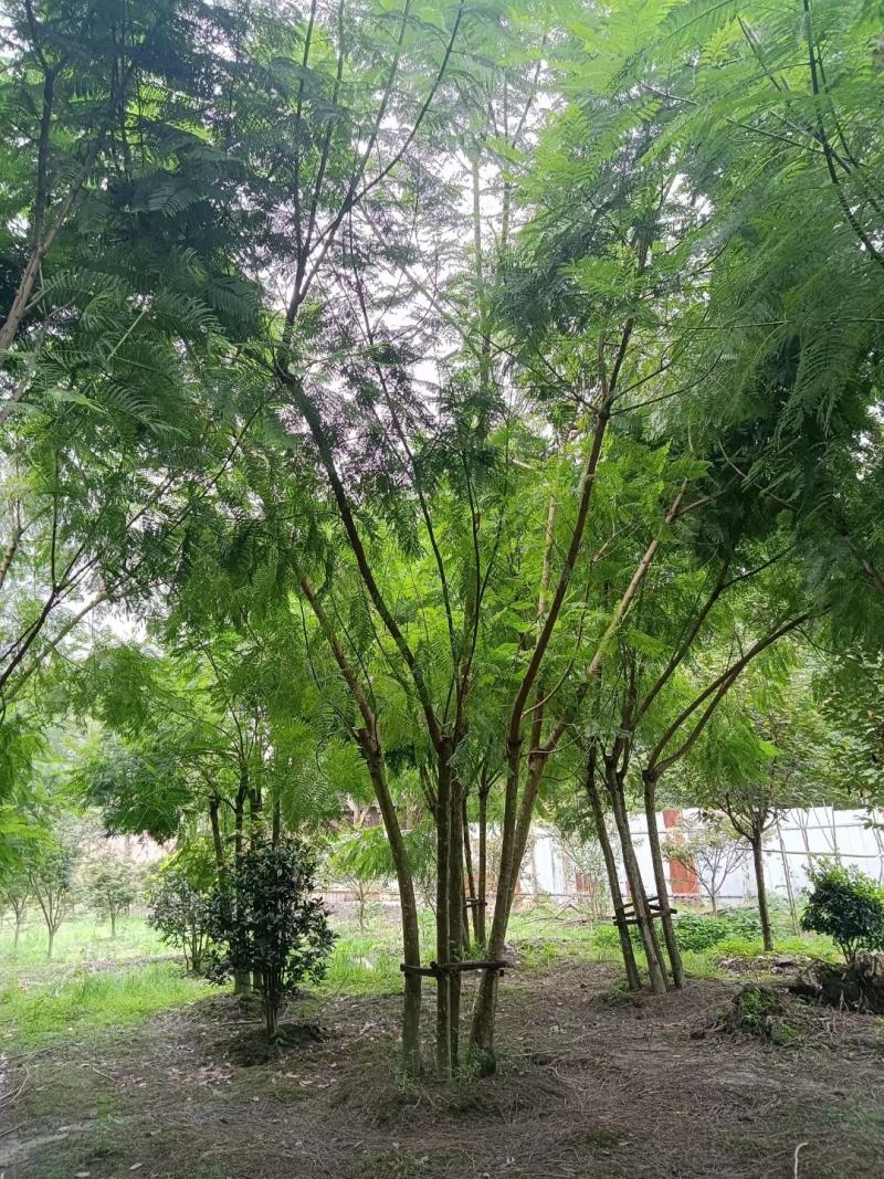 四川成都温江基地直销丛生蓝花楹，货源充足