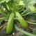 西葫芦种子越冬早春角瓜种孑油亮绿瓜条种籽