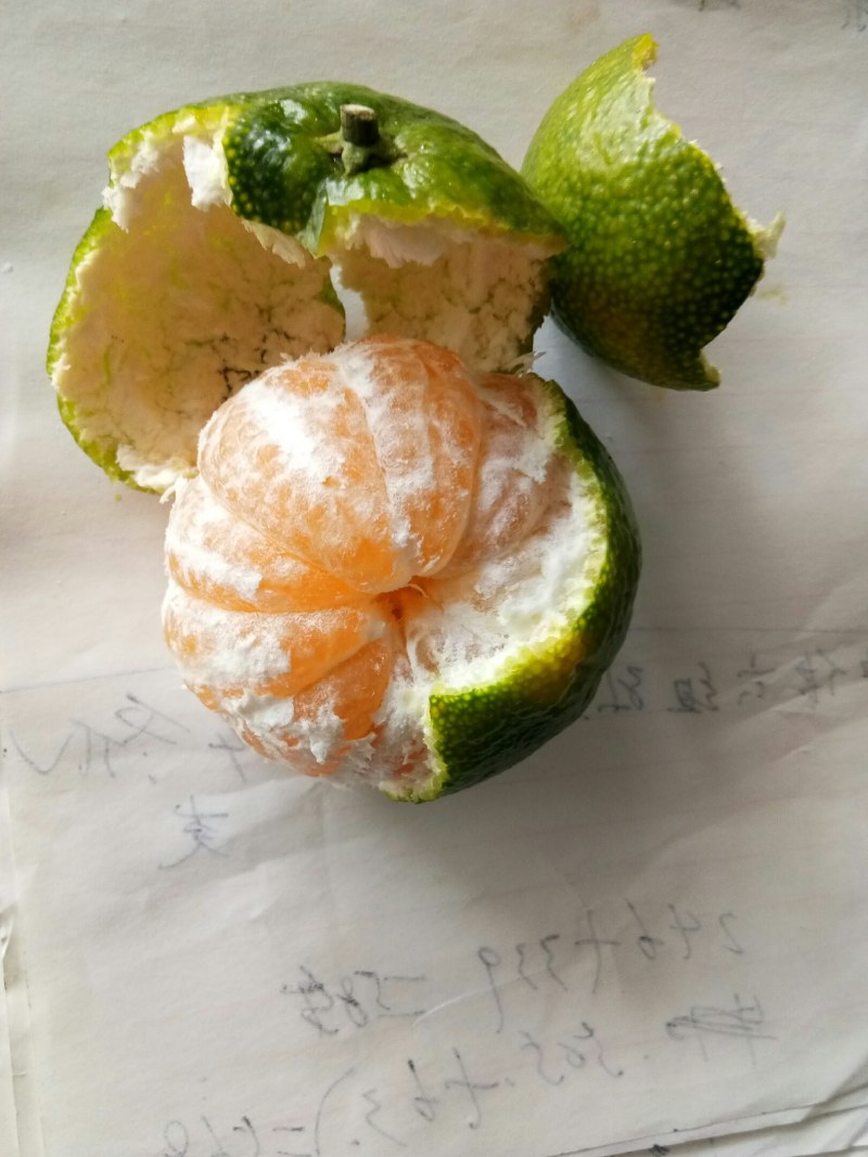 蜜桔（新鲜蜜桔水果现货供应）