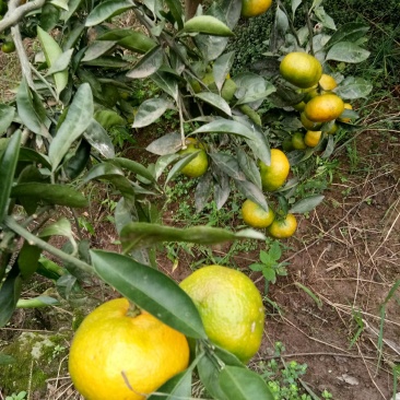 蜜桔（新鲜蜜桔水果现货供应）