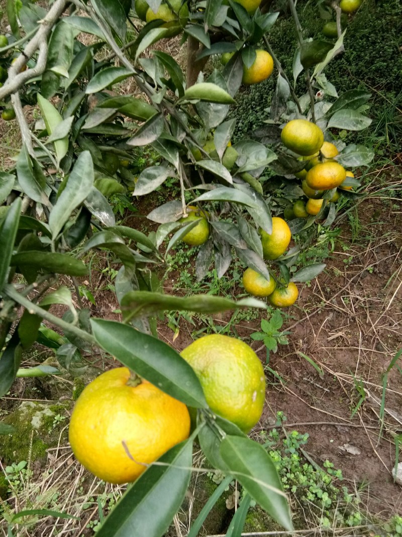 蜜桔（新鲜蜜桔水果现货供应）
