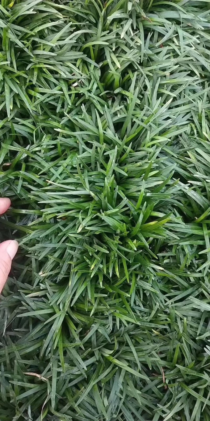 矮麦冬草！玉龙草！基地直发！量少快递物流