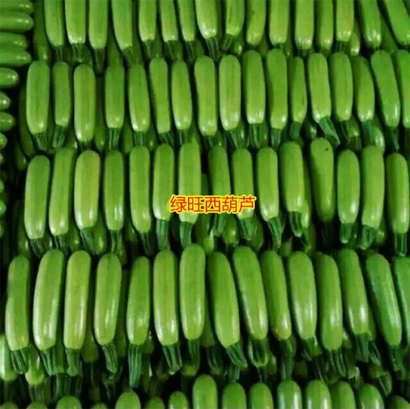 西葫芦种子高产抗高温油亮抗病毒越夏秋季进口