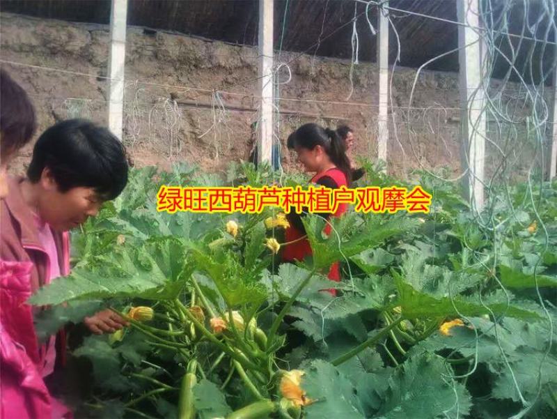 西葫芦种子高产抗高温油亮抗病毒越夏秋季进口