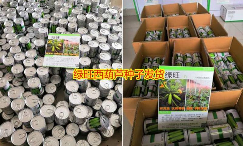 西葫芦种子高产抗高温油亮抗病毒越夏秋季进口