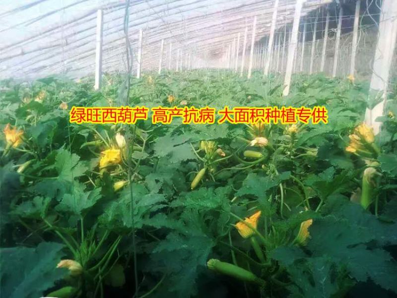 西葫芦种子高产抗高温油亮抗病毒越夏秋季进口