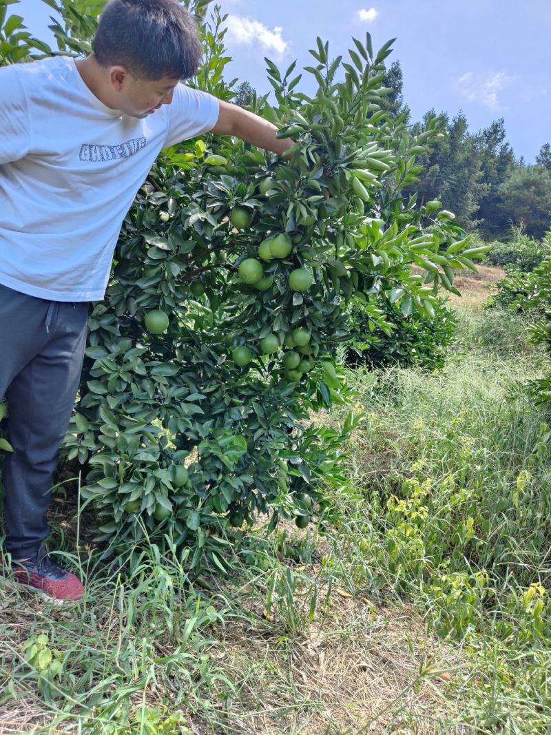 三明市永安市小陶镇八一纽荷尔脐橙，红肉脐橙保鲜果欢迎采