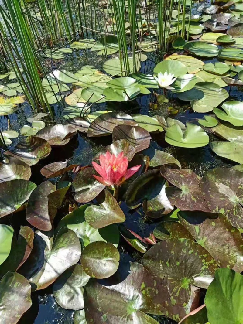 水生睡莲！睡莲直销！量大供应，快递物流，方便快捷