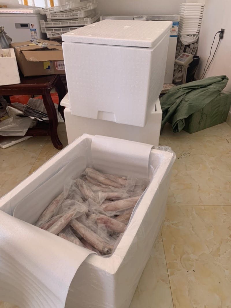 手吊东山鱿鱼管活冻新鲜看的见刺身清蒸烧烤50斤起发