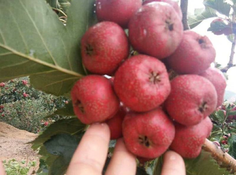 优质山楂大金星大量上市，超市货，电商货，切片果，打浆果