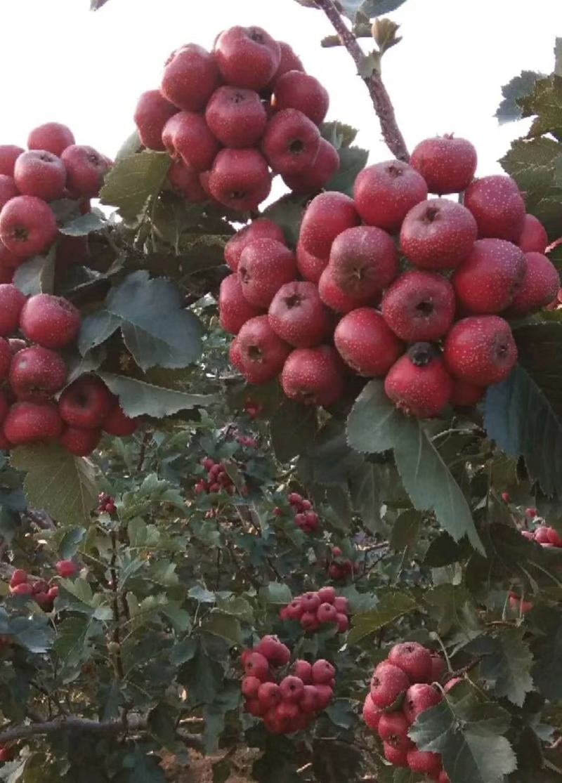 优质山楂大金星大量上市，超市货，电商货，切片果，打浆果