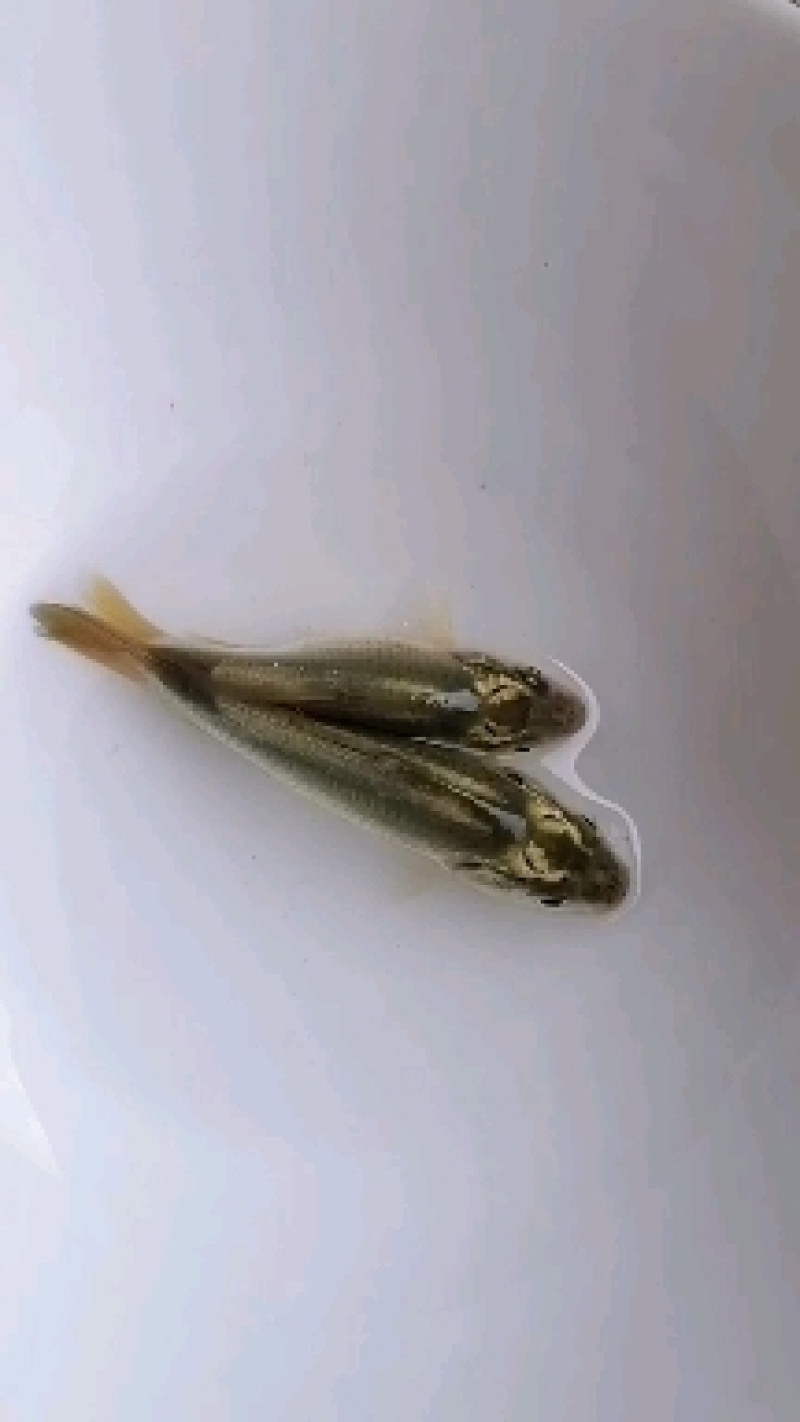 找鱼塘养殖的看过来，一人做不如一起做，看看有没有合作机会