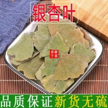 中药材银杏叶片飞鹅叶鸭脚叶子白果树叶银杏叶粉新货包邮
