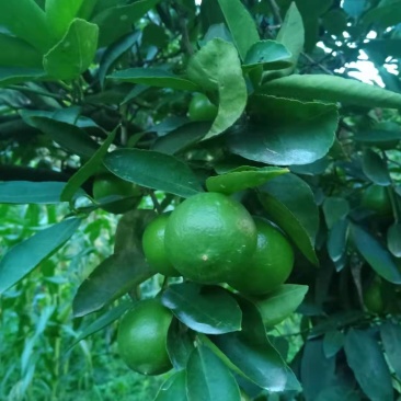 柠檬