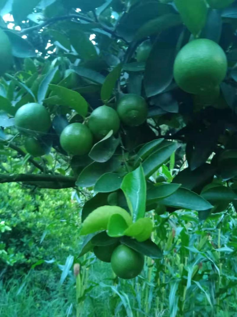 柠檬