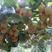 奇异果G3，翠香，金福，红心，米良，水杨桃嫁接猕猴桃苗