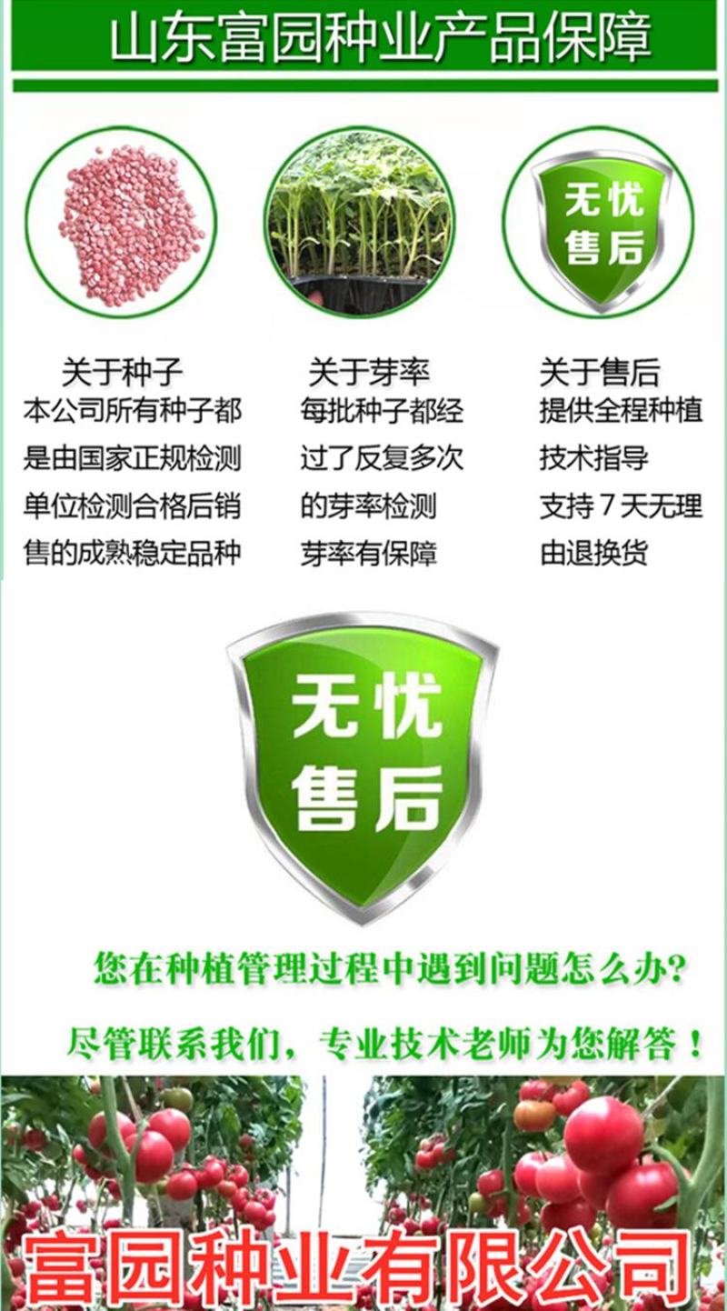 西红柿种子抗寒早熟抗病毒大果耐裂粉果番茄种子