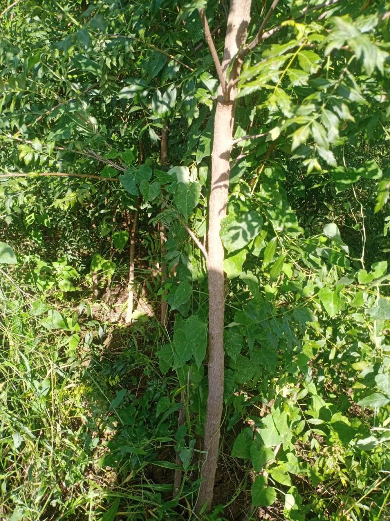 1-3公分文冠果苗，今年山西绿舟苗木基地234文冠果树