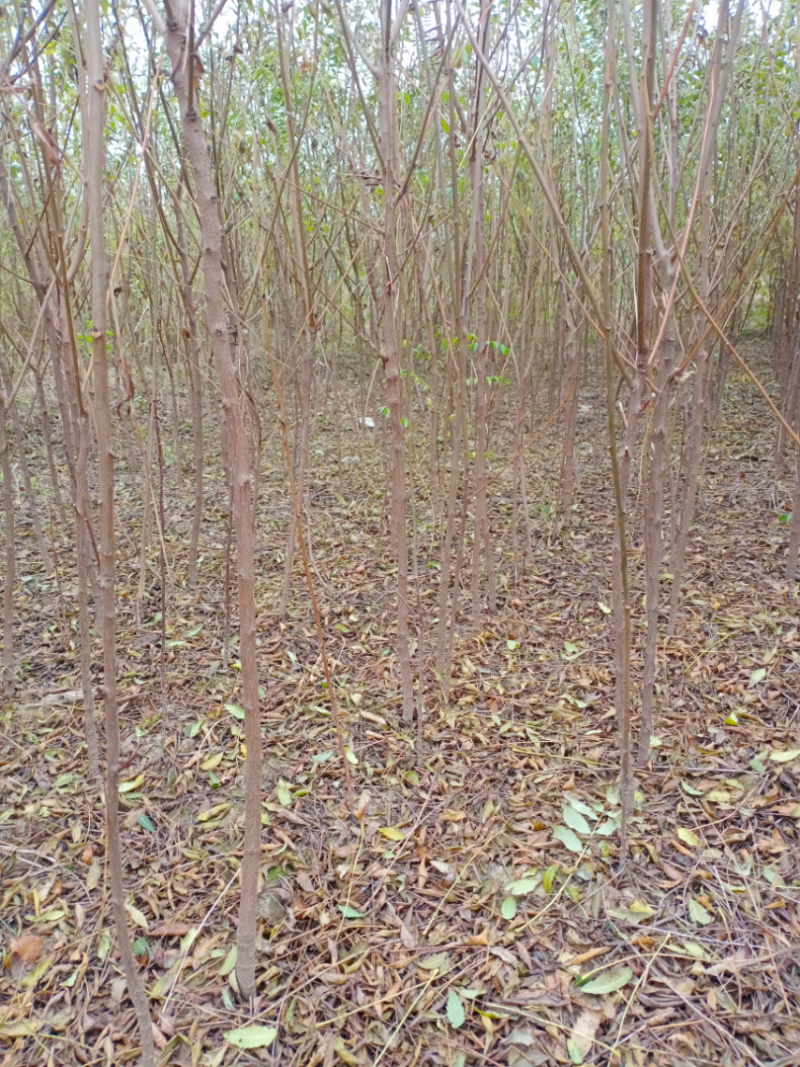 1-3公分文冠果苗，今年山西绿舟苗木基地234文冠果树