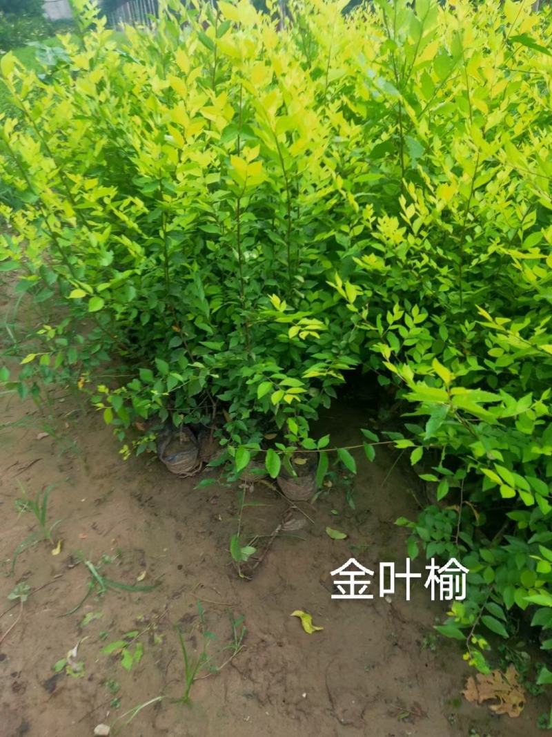 金叶榆树苗50~80cm营养杯金叶榆大田地接金叶榆