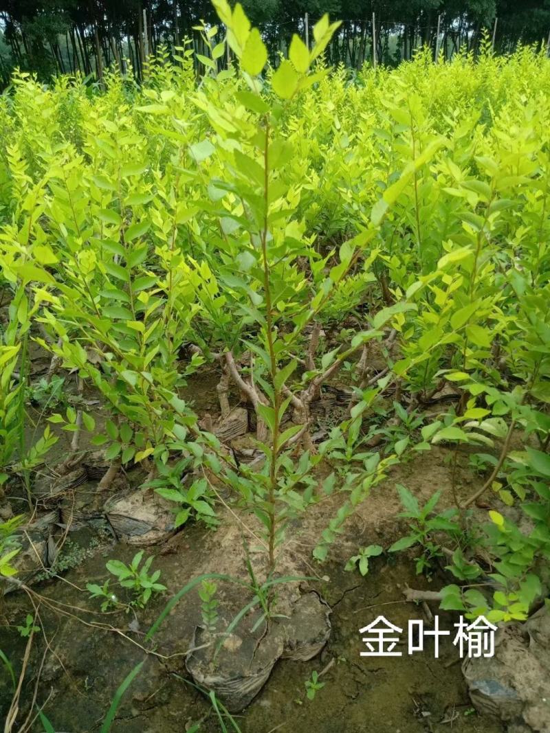金叶榆树苗50~80cm营养杯金叶榆大田地接金叶榆