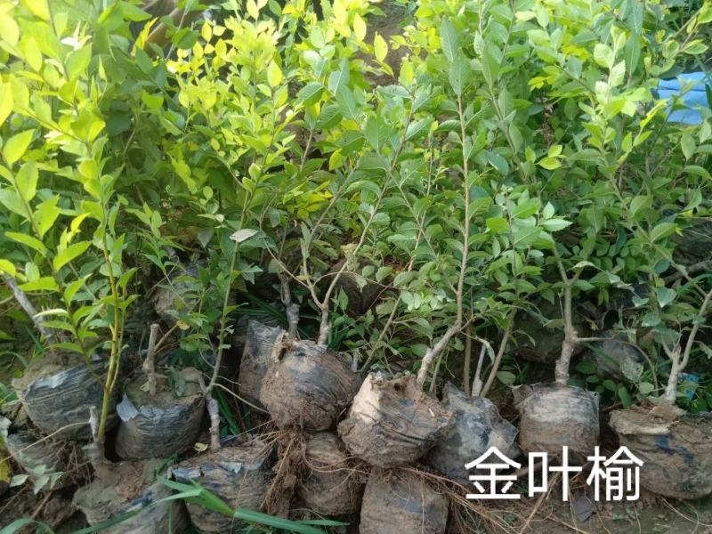 金叶榆树苗50~80cm营养杯金叶榆大田地接金叶榆