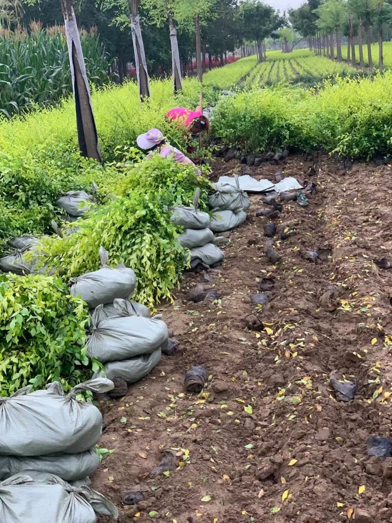 金叶榆树苗50~80cm营养杯金叶榆大田地接金叶榆