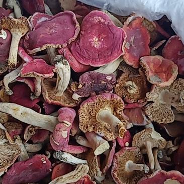 红菇，野生红菇天然无添加物，量大价优欢迎选购