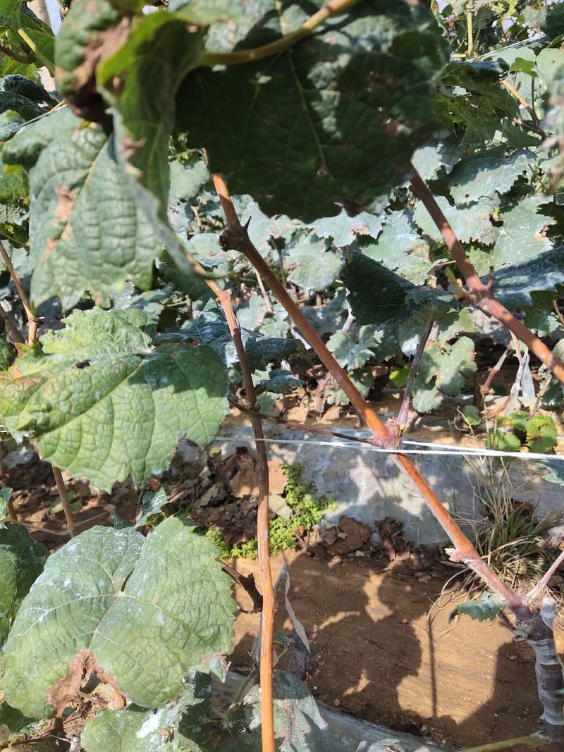 夏黑嫁接阳光玫瑰纯度质量保证产地直发全部自繁自育