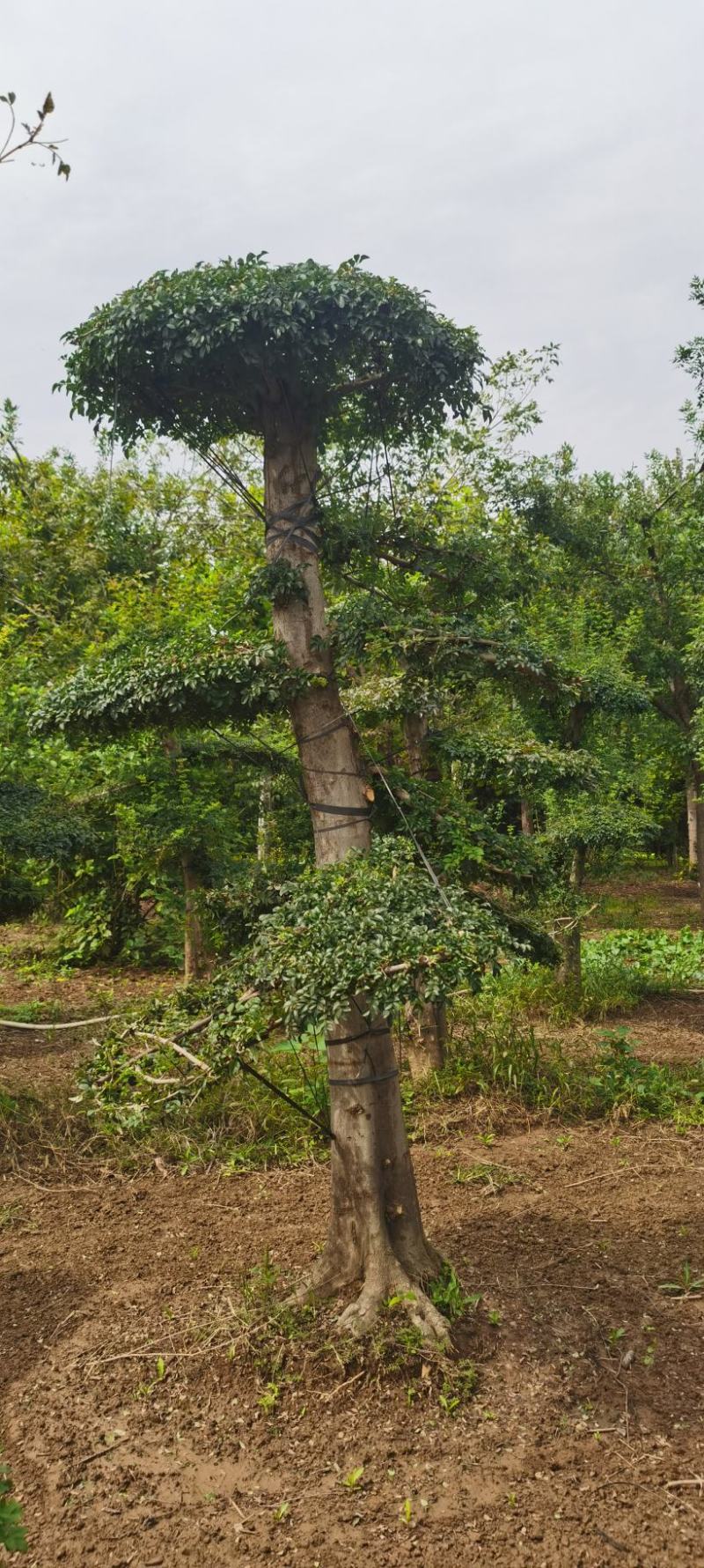 对节白蜡，3米高的对节白蜡