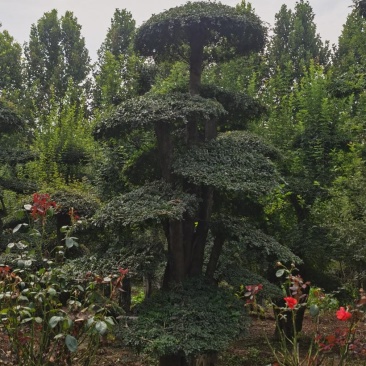对节白蜡，3米高的对节白蜡